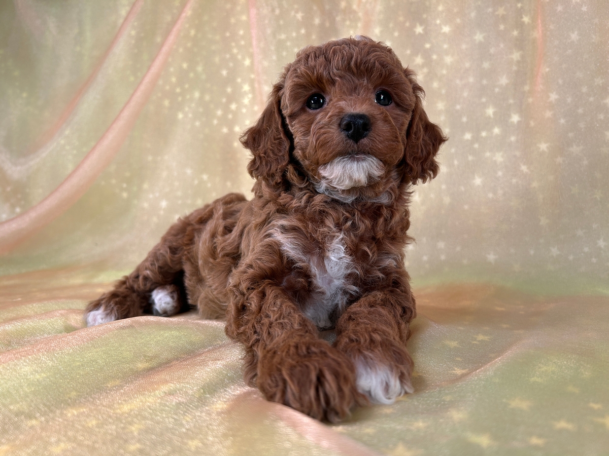 Female Bichon Poo Pup for Sale DOB 10-2-2025 $950